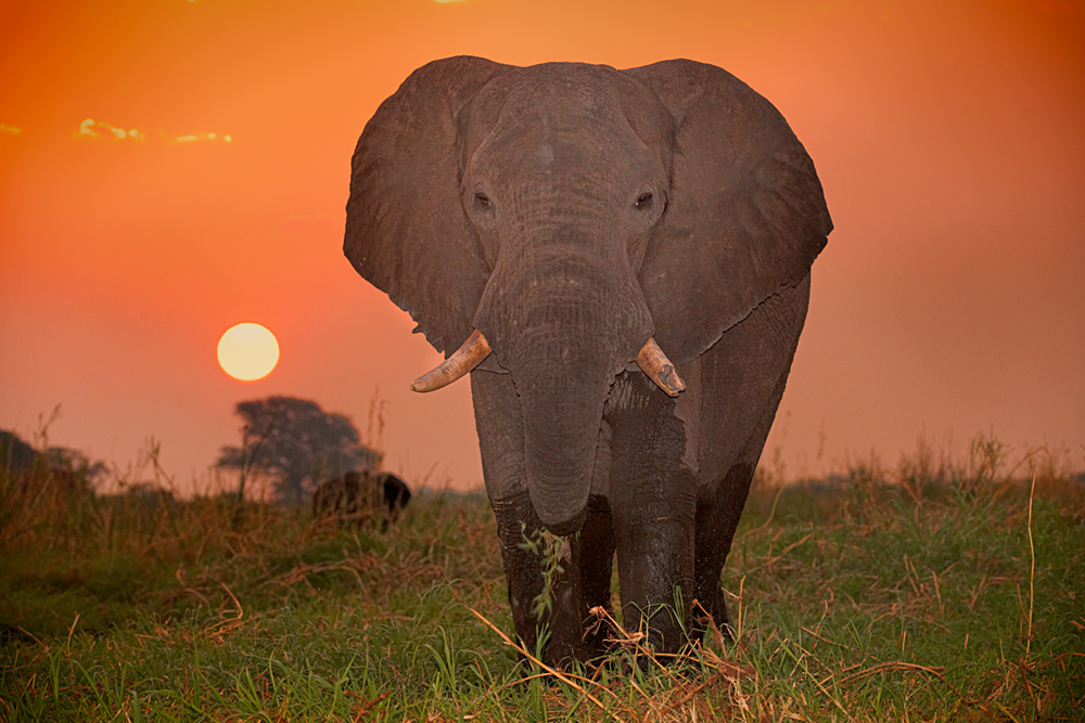 Natur Afrika Elefant Sonne