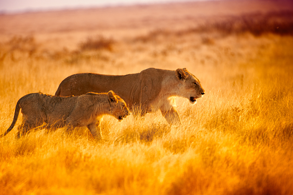 Natur Afrika Löwe